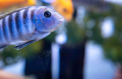 Established Aquarium Store And Pond Installation Service- Highly Motivated Seller!Only $125K! - Almost Infinite Upside Here!