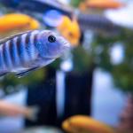 Established Aquarium Store And Pond Installation Service- Highly Motivated Seller!Only $125K! - Almost Infinite Upside Here!